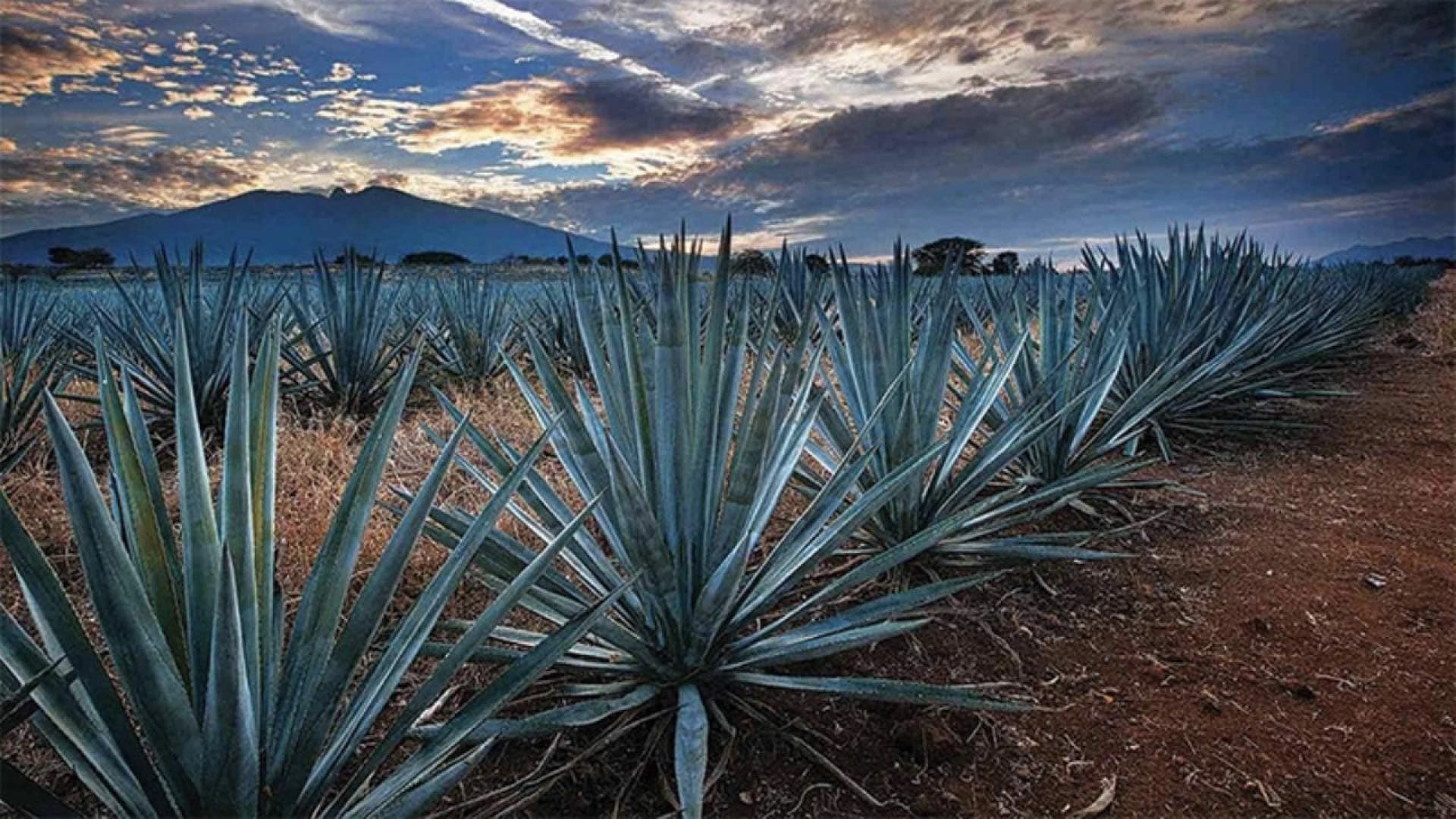 Mezcalerías